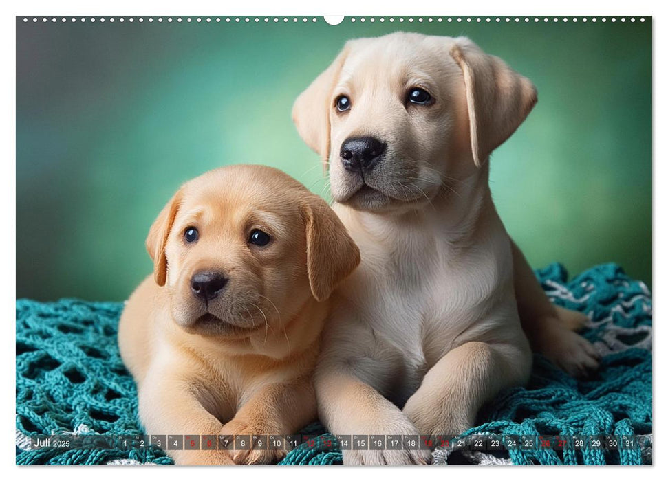 Welpen im Kuschelmodus - Herzerwärmende kleine Labrador Retriever (CALVENDO Premium Wandkalender 2025)