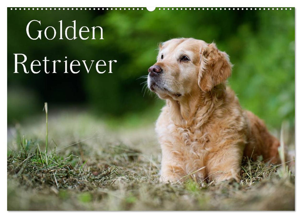 Golden Retriever (CALVENDO Wandkalender 2025)