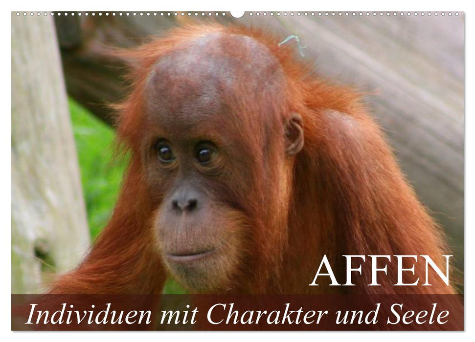 Affen - Individuen mit Charakter und Seele (CALVENDO Wandkalender 2025)