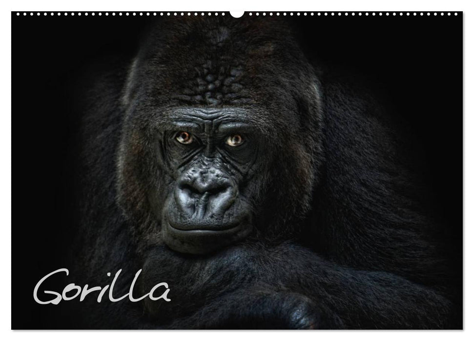 Gorilla (CALVENDO Wandkalender 2025)