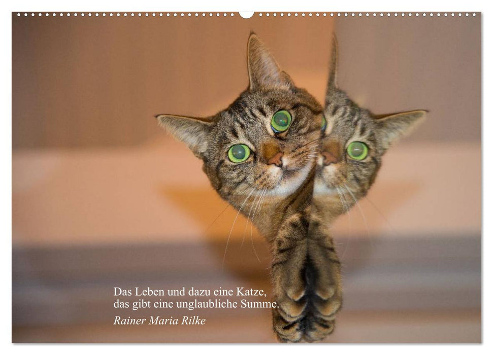 Katzengesichter und Zitate (CALVENDO Wandkalender 2025)