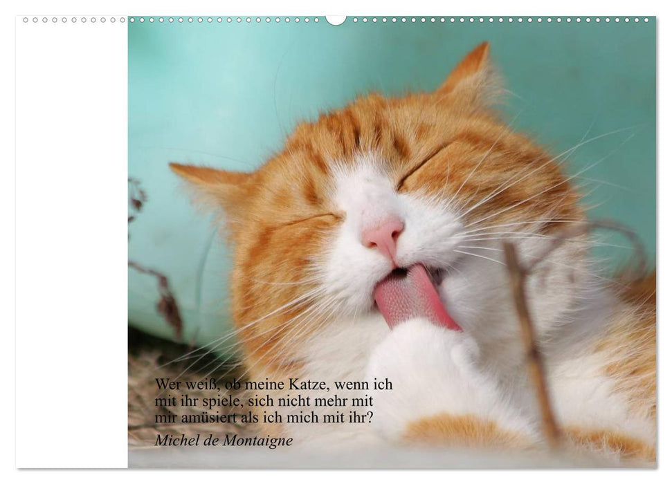 Katzengesichter und Zitate (CALVENDO Wandkalender 2025)