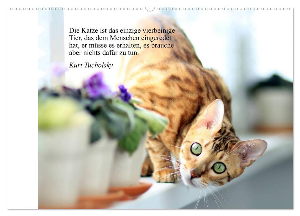 Katzengesichter und Zitate (CALVENDO Wandkalender 2025)