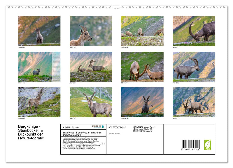 Bergkönige - Steinböcke im Blickpunkt der Naturfotografie (CALVENDO Premium Wandkalender 2025)