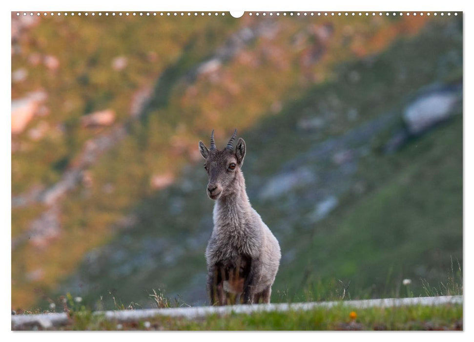 Bergkönige - Steinböcke im Blickpunkt der Naturfotografie (CALVENDO Premium Wandkalender 2025)