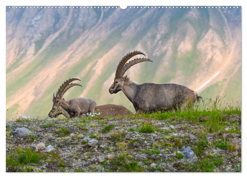 Bergkönige - Steinböcke im Blickpunkt der Naturfotografie (CALVENDO Premium Wandkalender 2025)