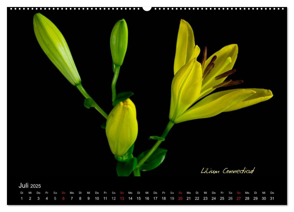 Blütenschönheiten (CALVENDO Premium Wandkalender 2025)