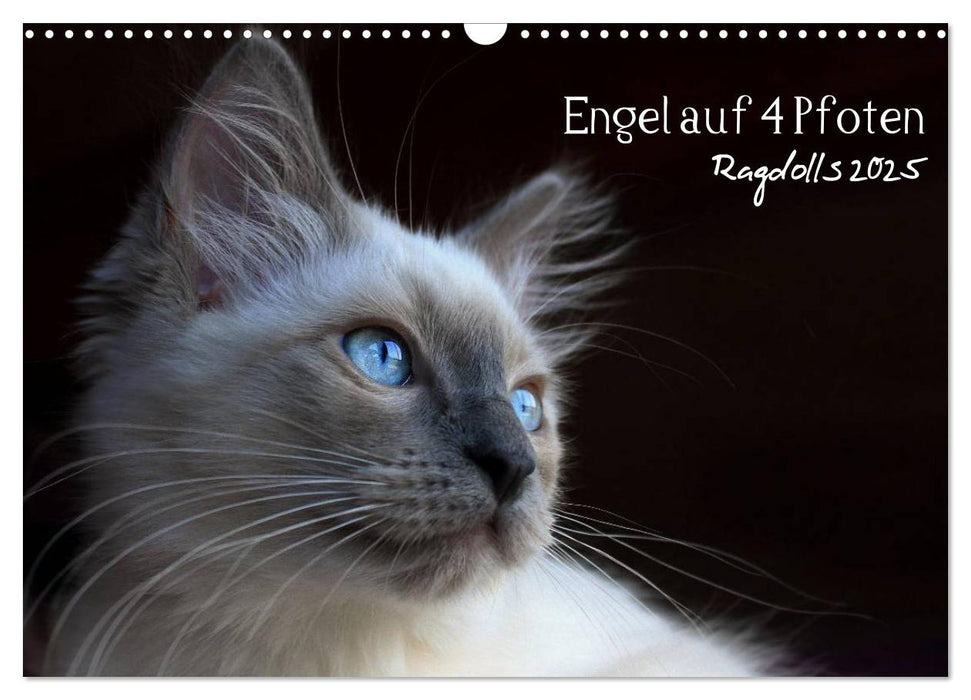 Engel auf 4 Pfoten - Ragdolls 2025 (CALVENDO Wandkalender 2025)