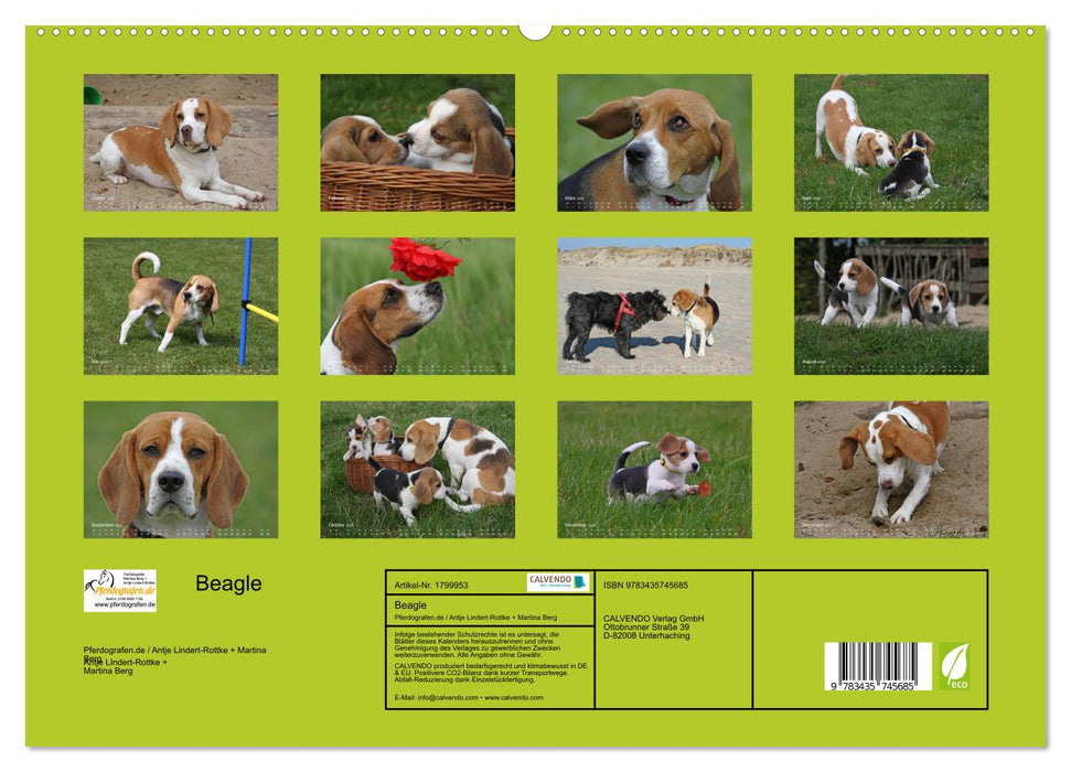 Beagle (CALVENDO Premium Wandkalender 2025)