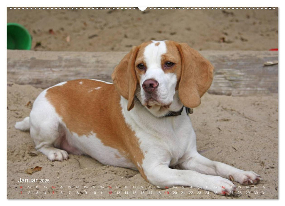 Beagle (CALVENDO Premium Wandkalender 2025)