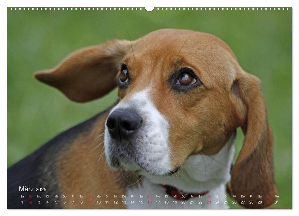 Beagle (CALVENDO Premium Wandkalender 2025)