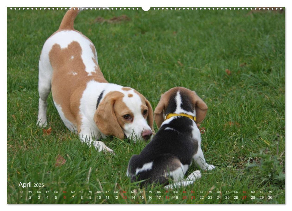 Beagle (CALVENDO Premium Wandkalender 2025)