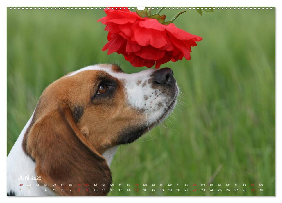 Beagle (CALVENDO Premium Wandkalender 2025)