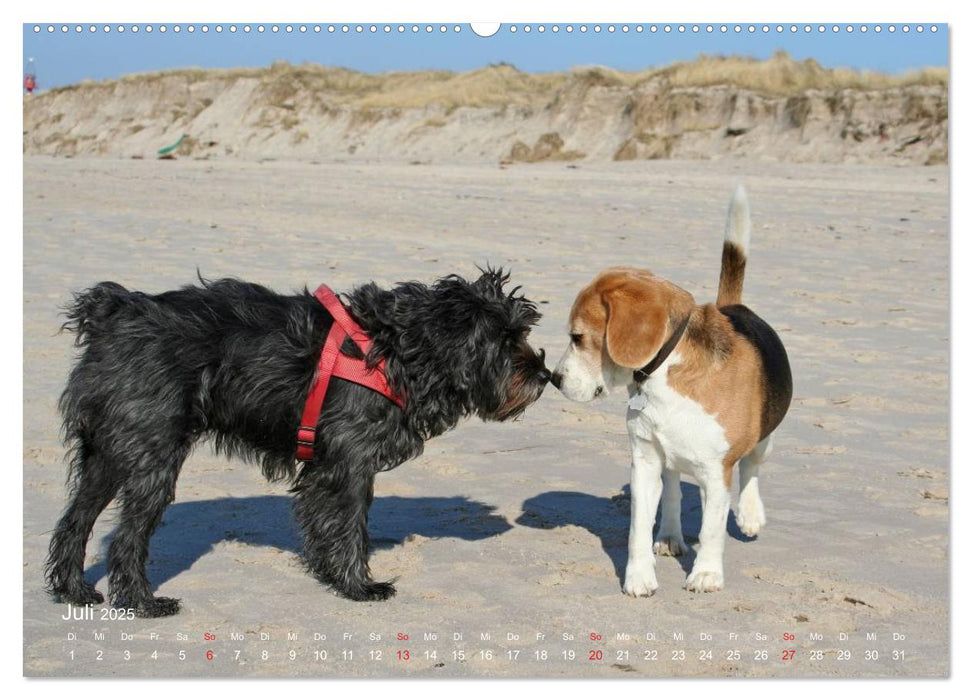 Beagle (CALVENDO Premium Wandkalender 2025)