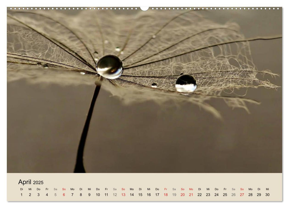 Naturjuwel Pusteblume (CALVENDO Premium Wandkalender 2025)