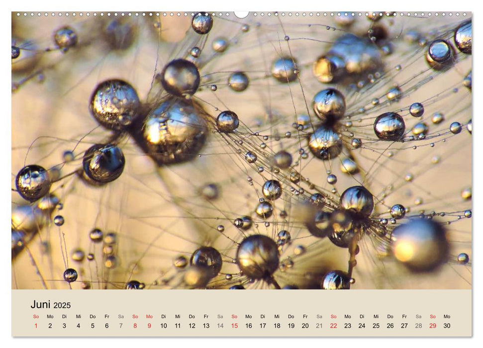 Naturjuwel Pusteblume (CALVENDO Premium Wandkalender 2025)