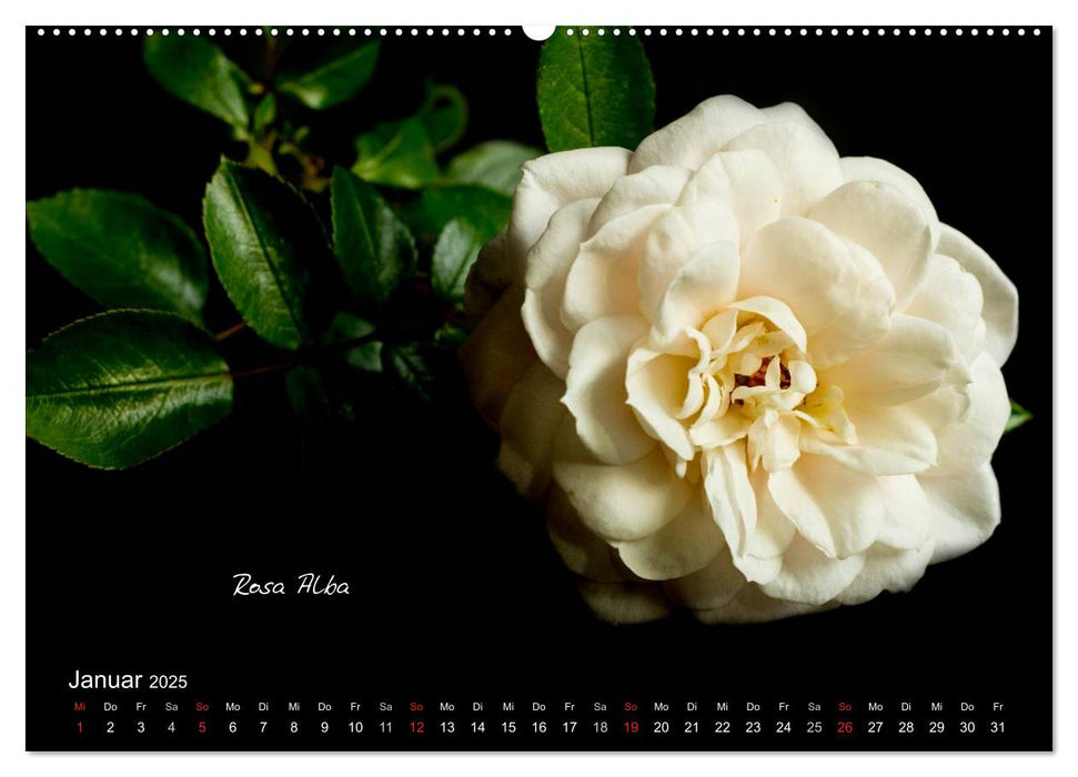 Blütenschönheiten (CALVENDO Wandkalender 2025)