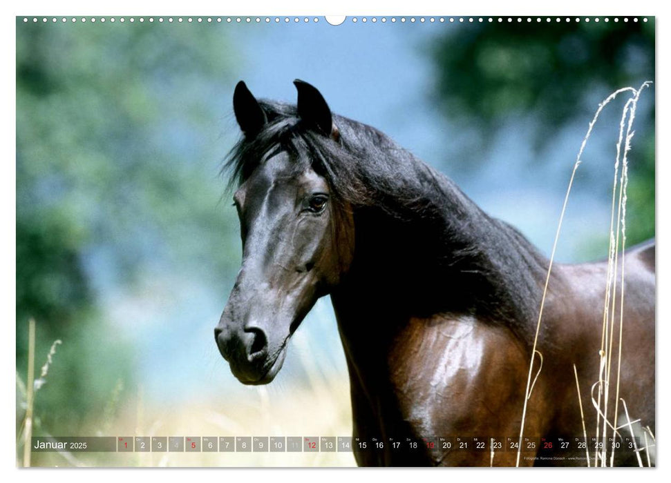 Edle spanische Pferde - Pura Raza Espanola (CALVENDO Wandkalender 2025)