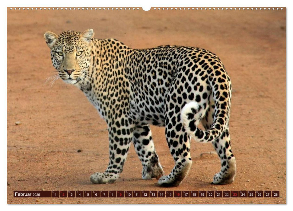 Afrikas wilde Schönheiten (CALVENDO Premium Wandkalender 2025)
