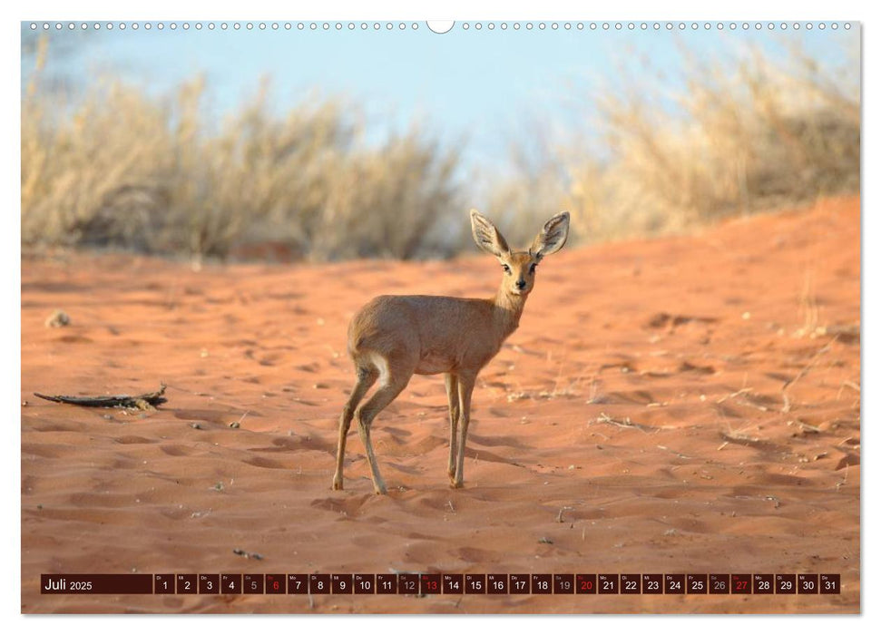 Afrikas wilde Schönheiten (CALVENDO Premium Wandkalender 2025)