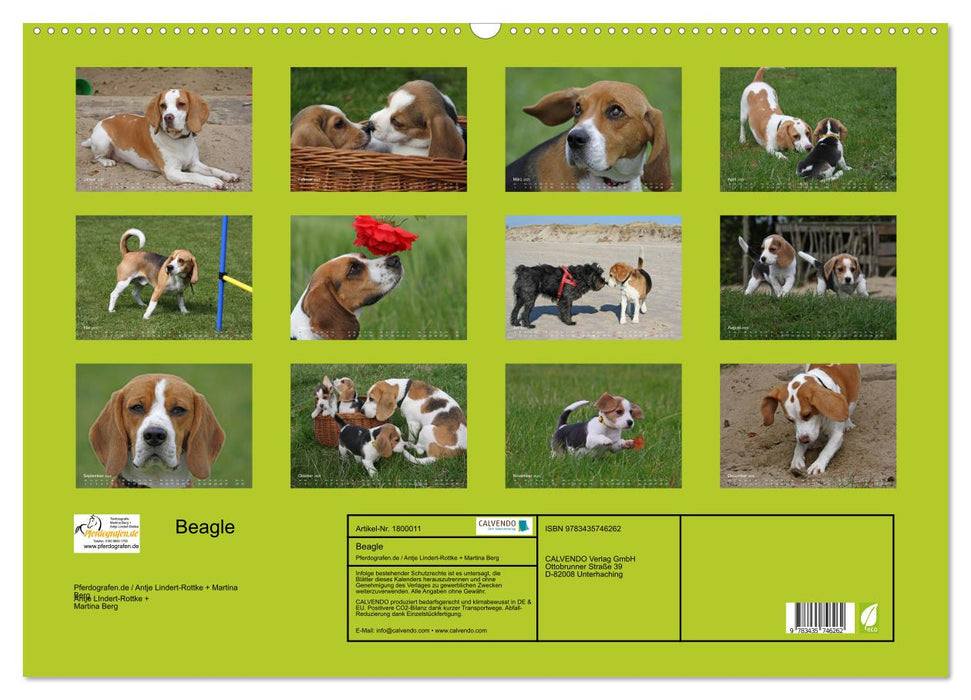 Beagle (CALVENDO Wandkalender 2025)