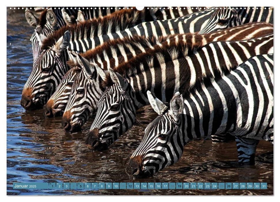 Afrikas Tierwelt: Zebras (CALVENDO Premium Wandkalender 2025)