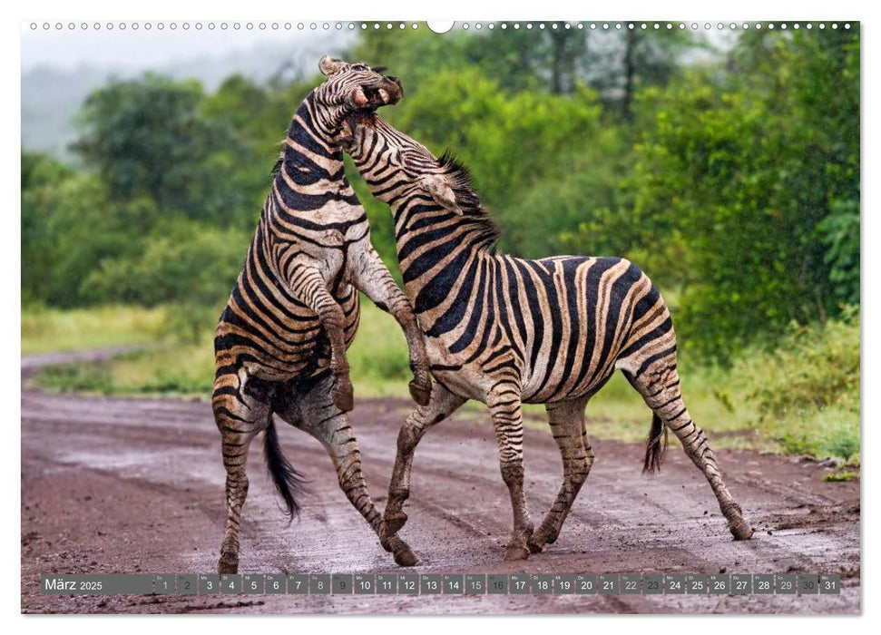 Afrikas Tierwelt: Zebras (CALVENDO Premium Wandkalender 2025)