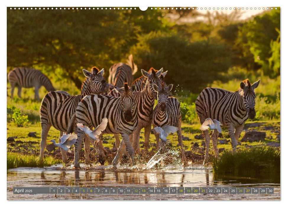 Afrikas Tierwelt: Zebras (CALVENDO Premium Wandkalender 2025)