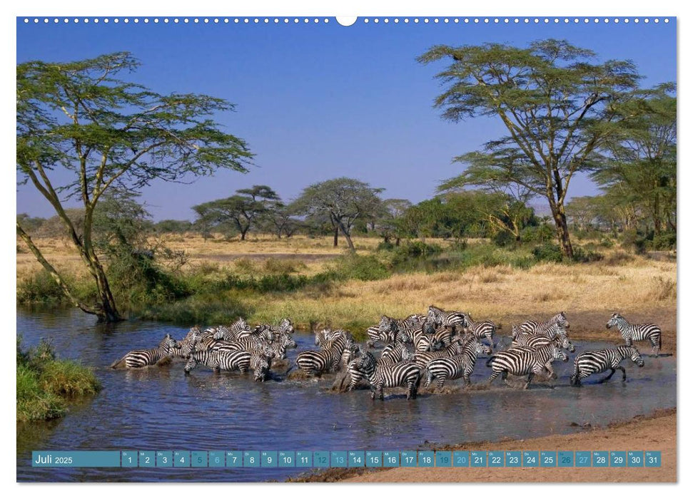 Afrikas Tierwelt: Zebras (CALVENDO Premium Wandkalender 2025)