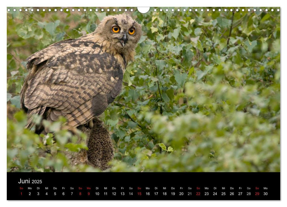 Uhu - König der Nacht (CALVENDO Wandkalender 2025)