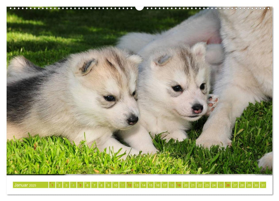 Siberian Husky - der Urtyp (CALVENDO Premium Wandkalender 2025)