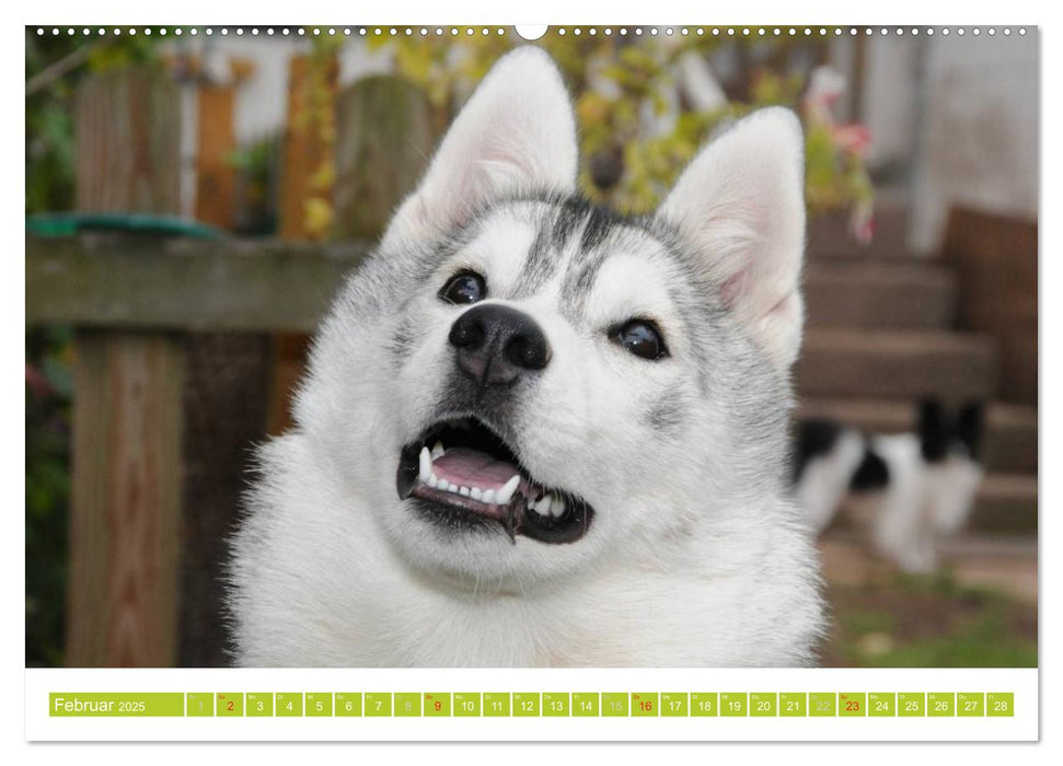 Siberian Husky - der Urtyp (CALVENDO Premium Wandkalender 2025)