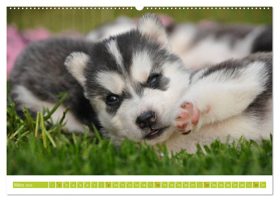 Siberian Husky - der Urtyp (CALVENDO Premium Wandkalender 2025)