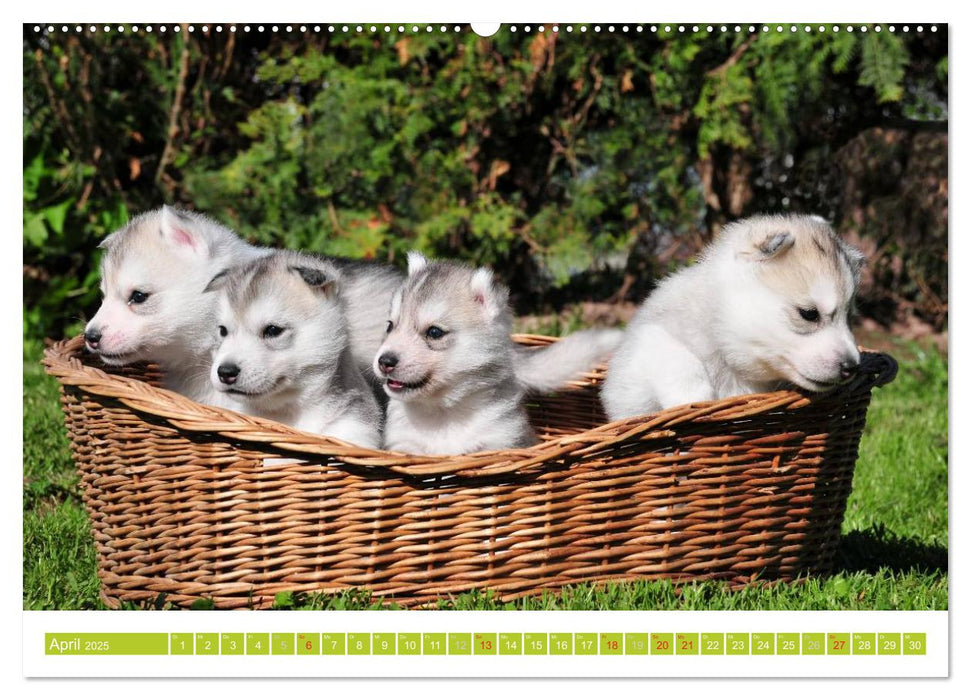 Siberian Husky - der Urtyp (CALVENDO Premium Wandkalender 2025)
