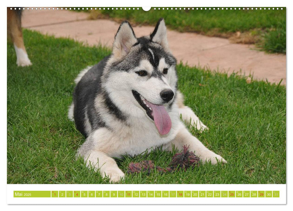 Siberian Husky - der Urtyp (CALVENDO Premium Wandkalender 2025)