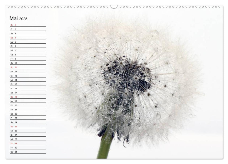 Filigrane Pusteblumen / Geburtstagskalender (CALVENDO Premium Wandkalender 2025)