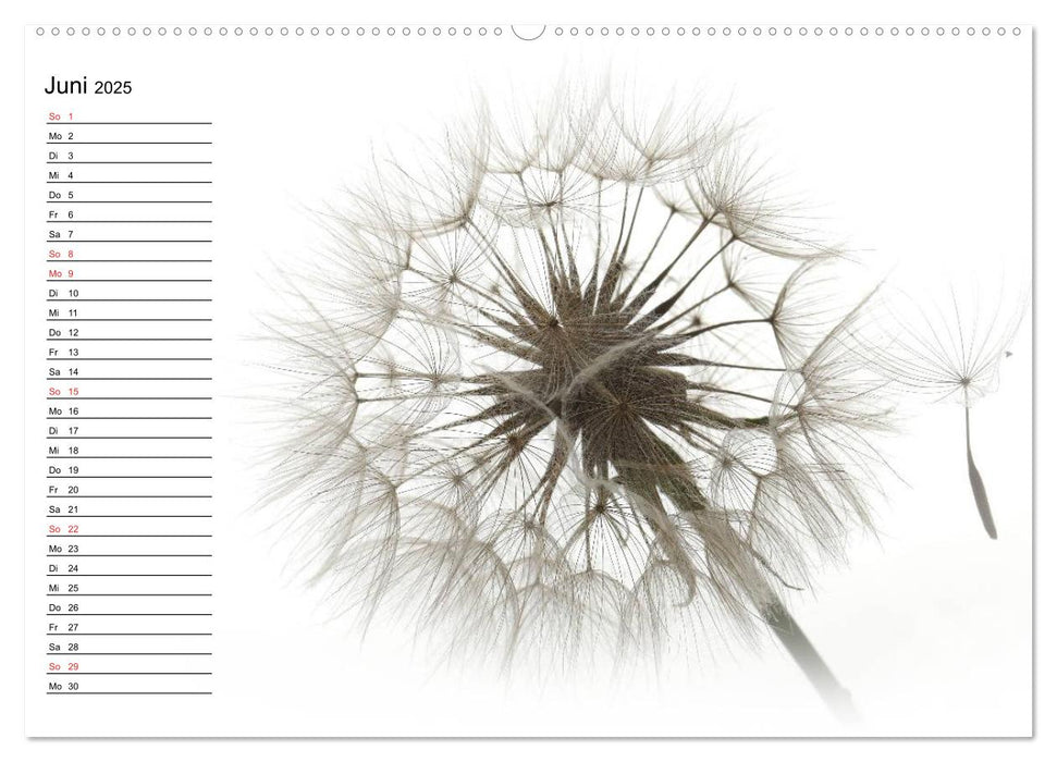 Filigrane Pusteblumen / Geburtstagskalender (CALVENDO Premium Wandkalender 2025)