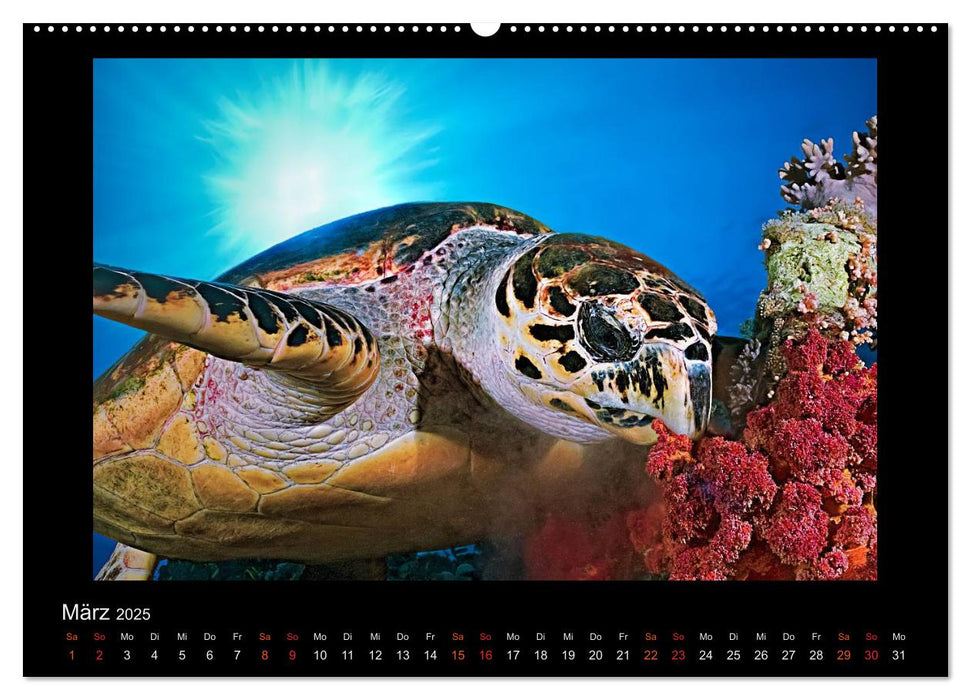 Ocean-Art / CH-Version (CALVENDO Premium Wandkalender 2025)