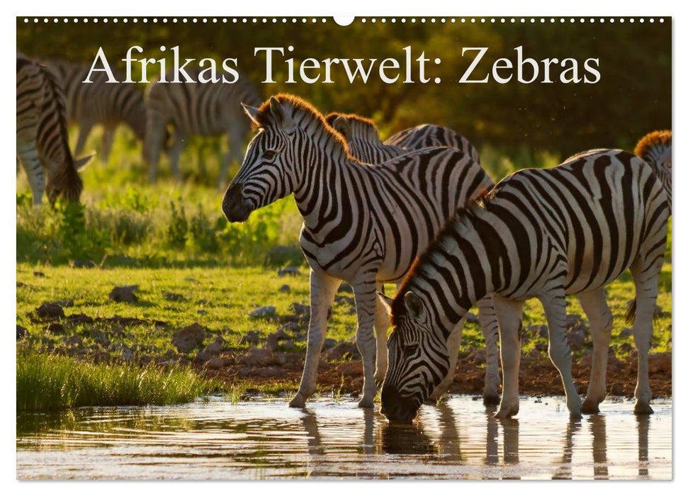 Afrikas Tierwelt: Zebras (CALVENDO Wandkalender 2025)