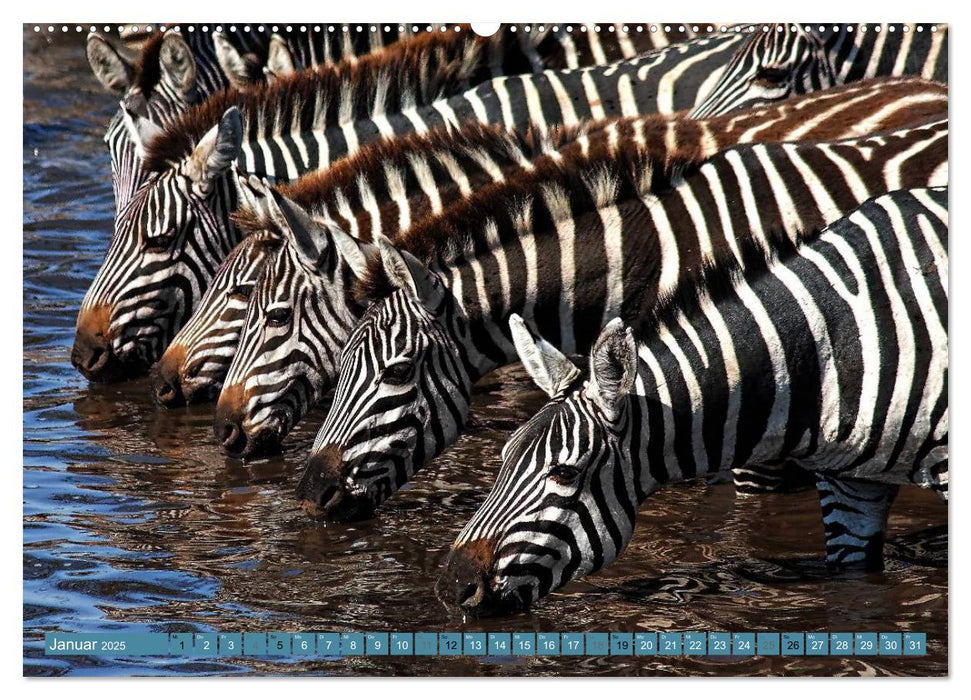 Afrikas Tierwelt: Zebras (CALVENDO Wandkalender 2025)