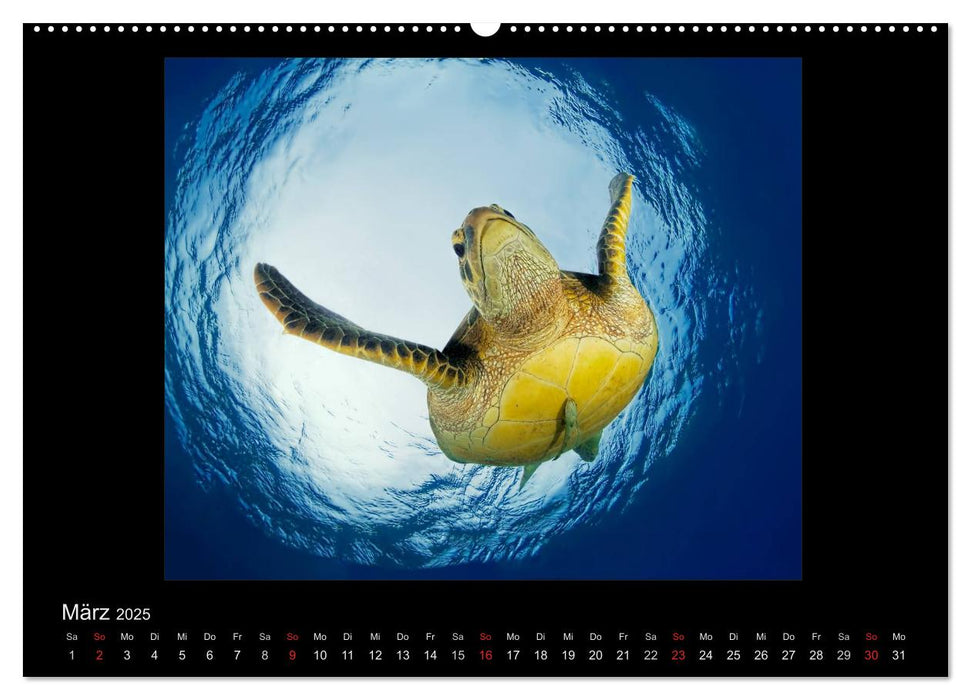 OCEAN - ART (CALVENDO Premium Wandkalender 2025)