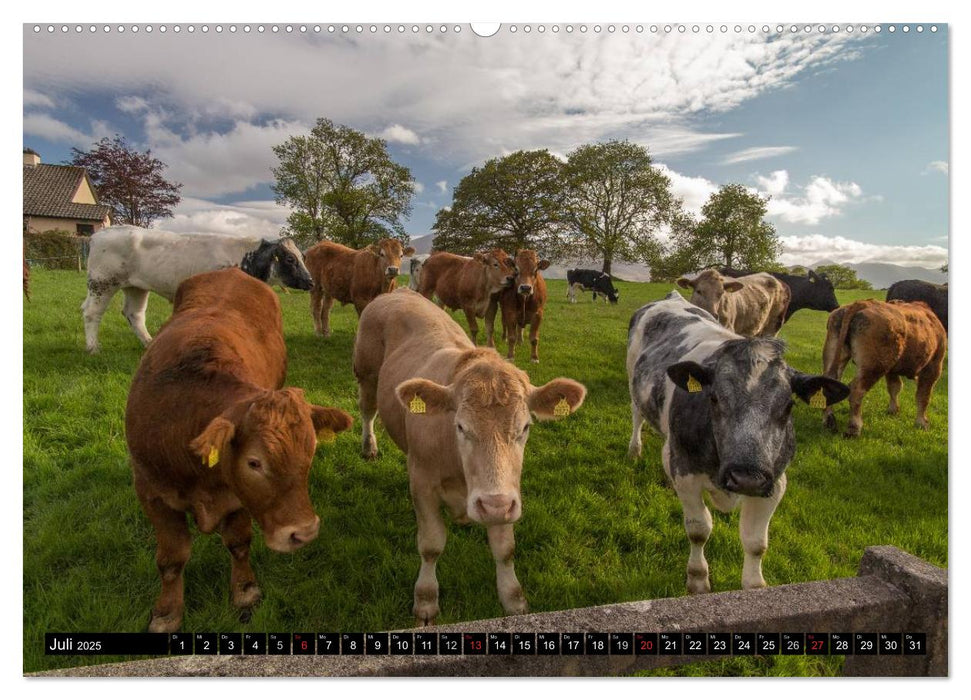 Irland Impressionen Südwesten und Westen (CALVENDO Premium Wandkalender 2025)