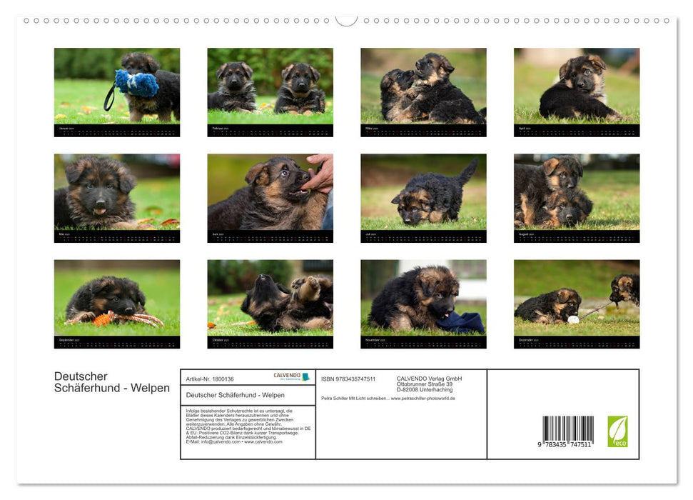 Deutscher Schäferhund - Welpen (CALVENDO Premium Wandkalender 2025)