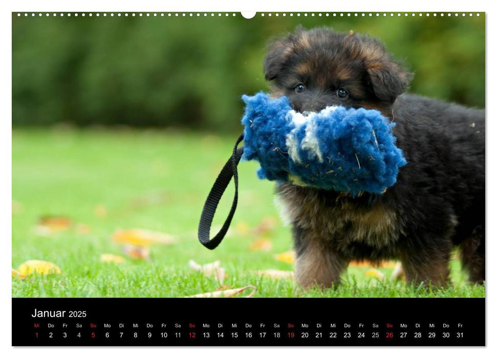 Deutscher Schäferhund - Welpen (CALVENDO Premium Wandkalender 2025)