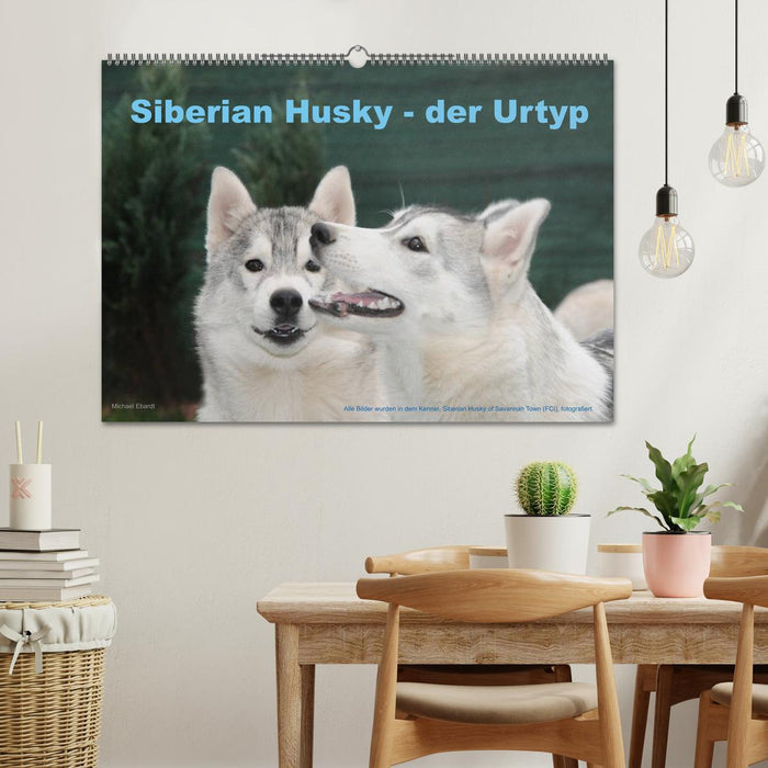 Siberian Husky - der Urtyp (CALVENDO Wandkalender 2025)