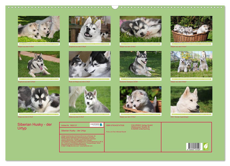 Siberian Husky - der Urtyp (CALVENDO Wandkalender 2025)