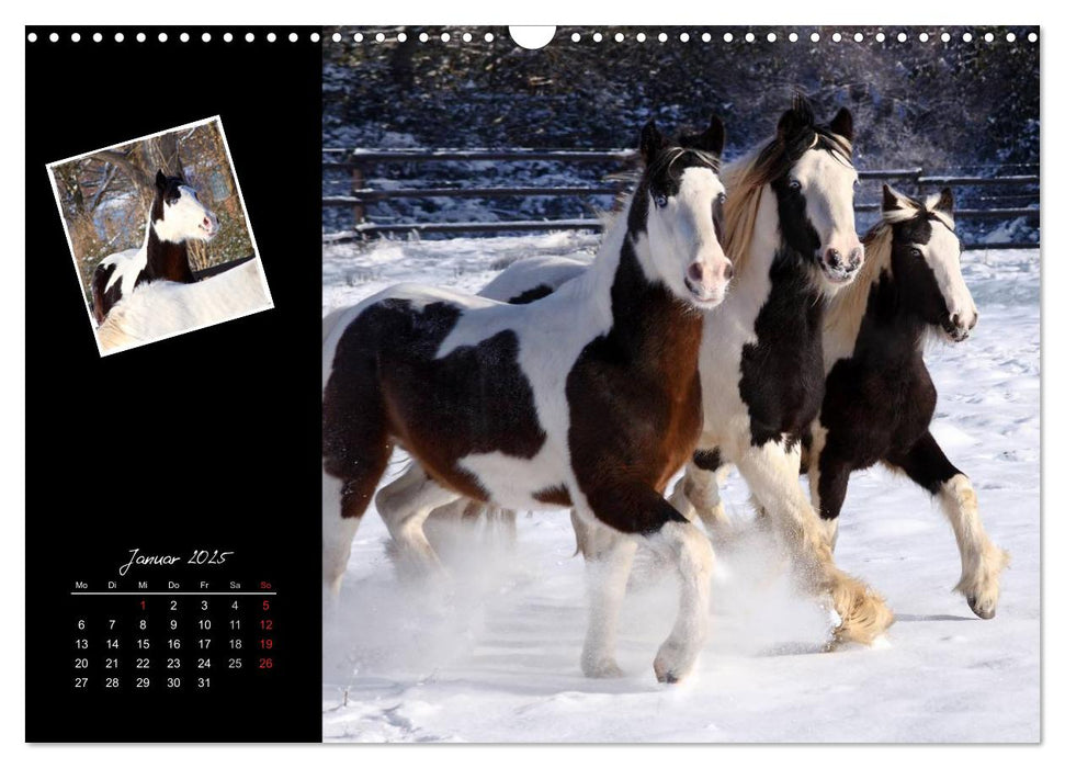 Irish Tinker (CALVENDO Wandkalender 2025)