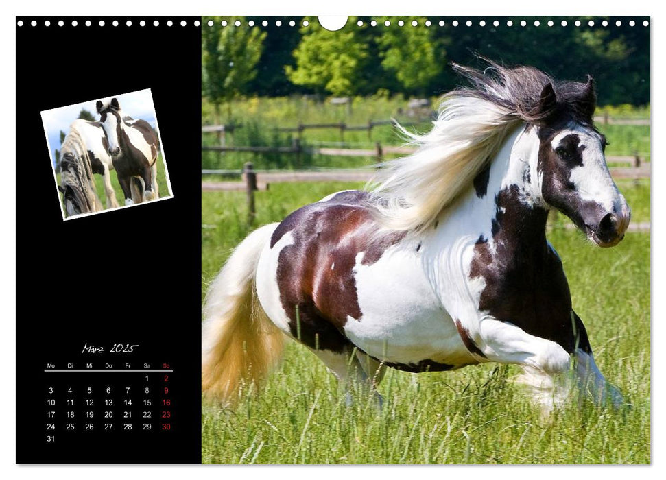 Irish Tinker (CALVENDO Wandkalender 2025)