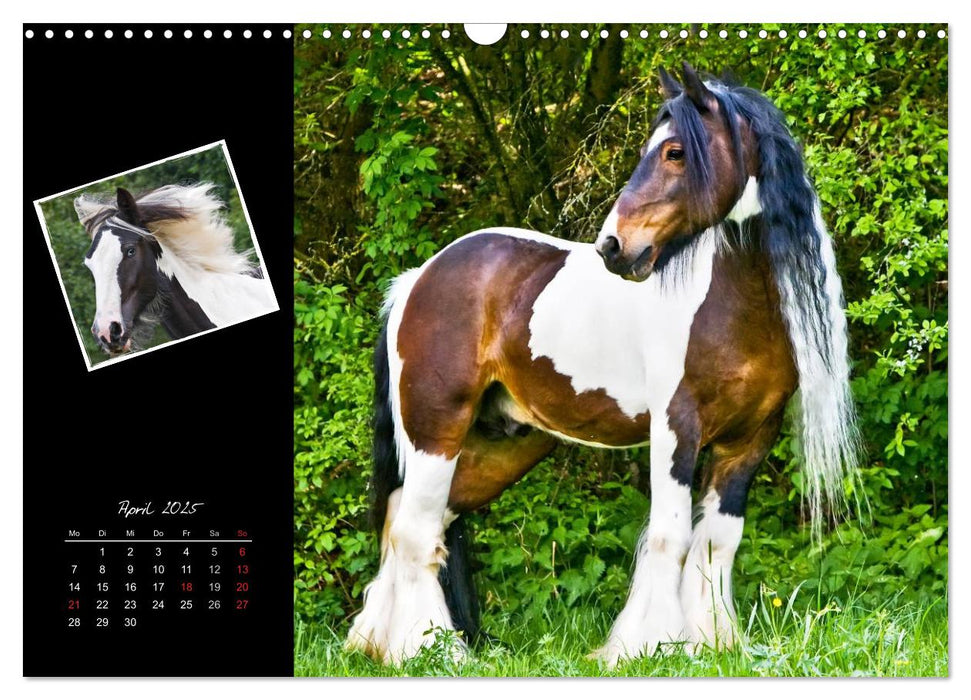 Irish Tinker (CALVENDO Wandkalender 2025)