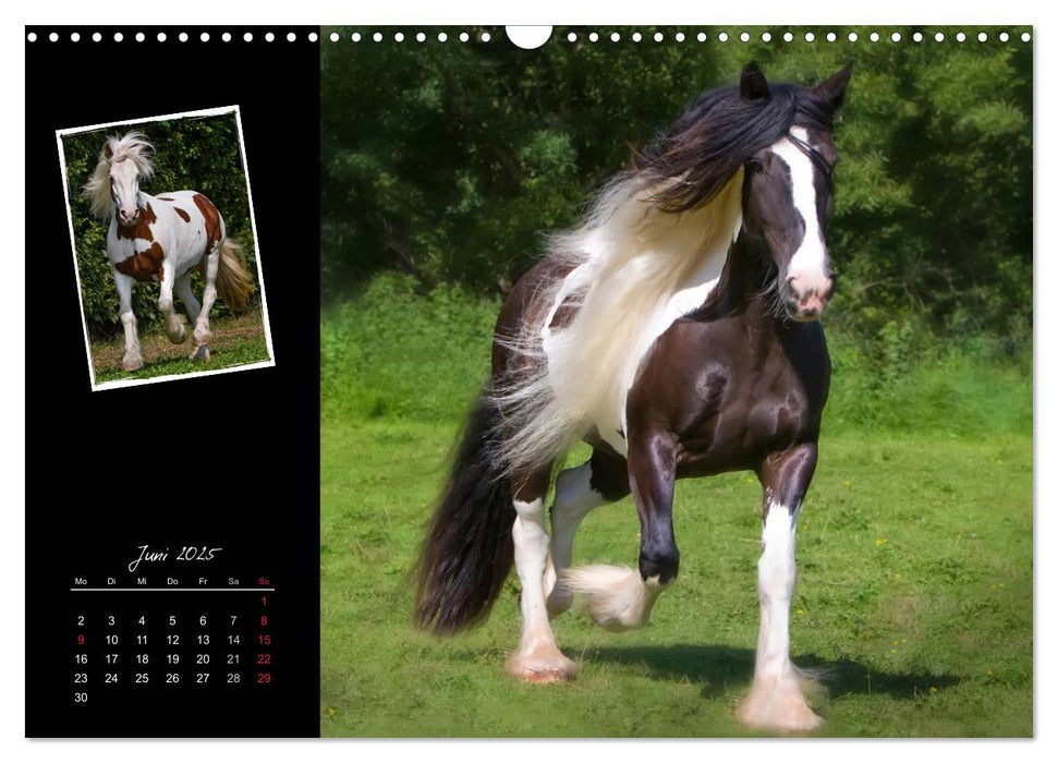 Irish Tinker (CALVENDO Wandkalender 2025)